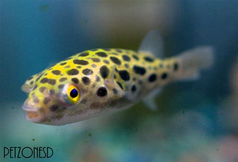 food for green spotted puffer fish|green spotted puffer supplies.